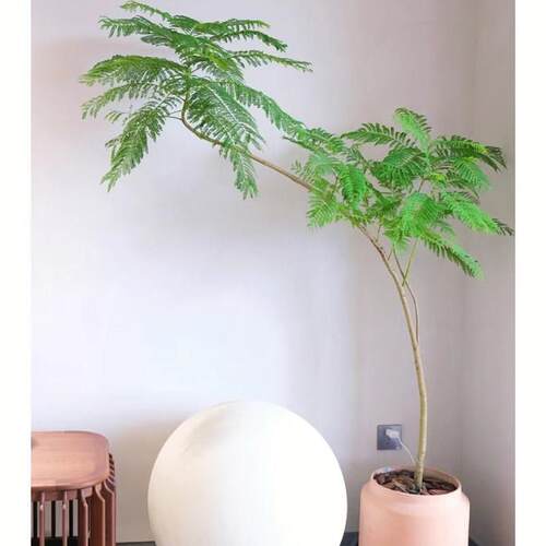 蓝花楹大型室内盆栽客厅好养绿植网红植物办公室花除甲醛净化空气