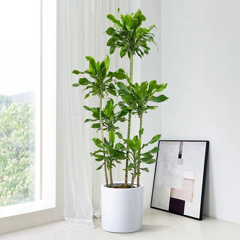 螺纹铁植物大盆栽轻奢室内四季常青绿植客厅造型开业乔迁盆景花卉