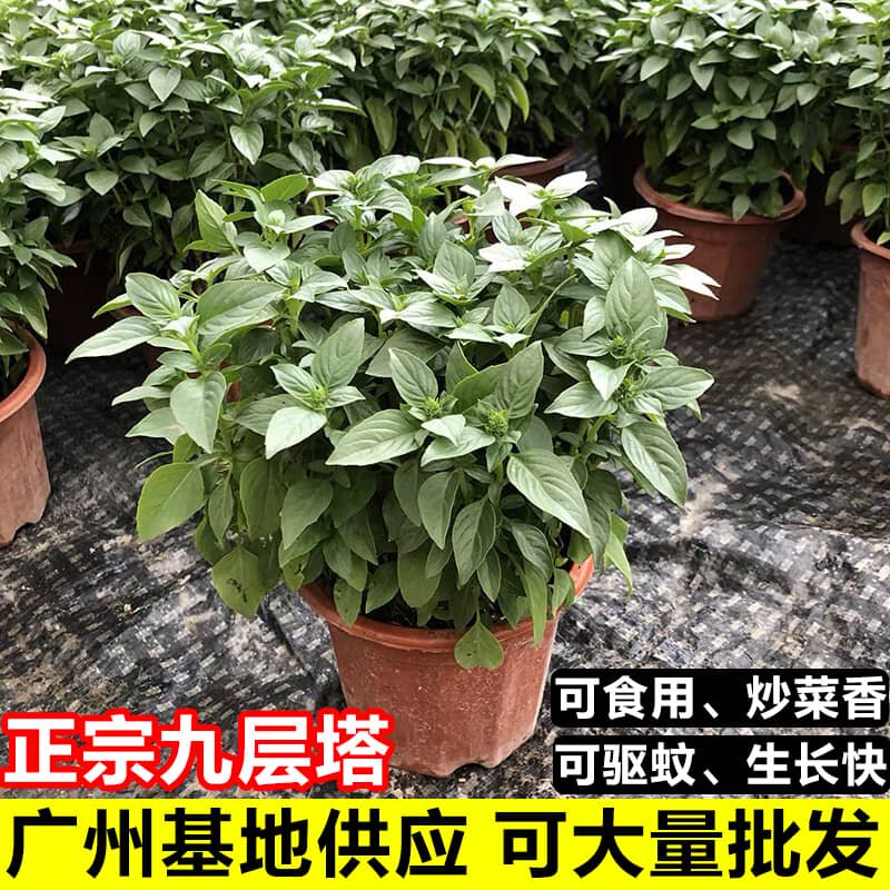 九层塔盆栽可食用罗勒金不换植物客厅阳台驱蚊紫苏薄荷大小苗绿植