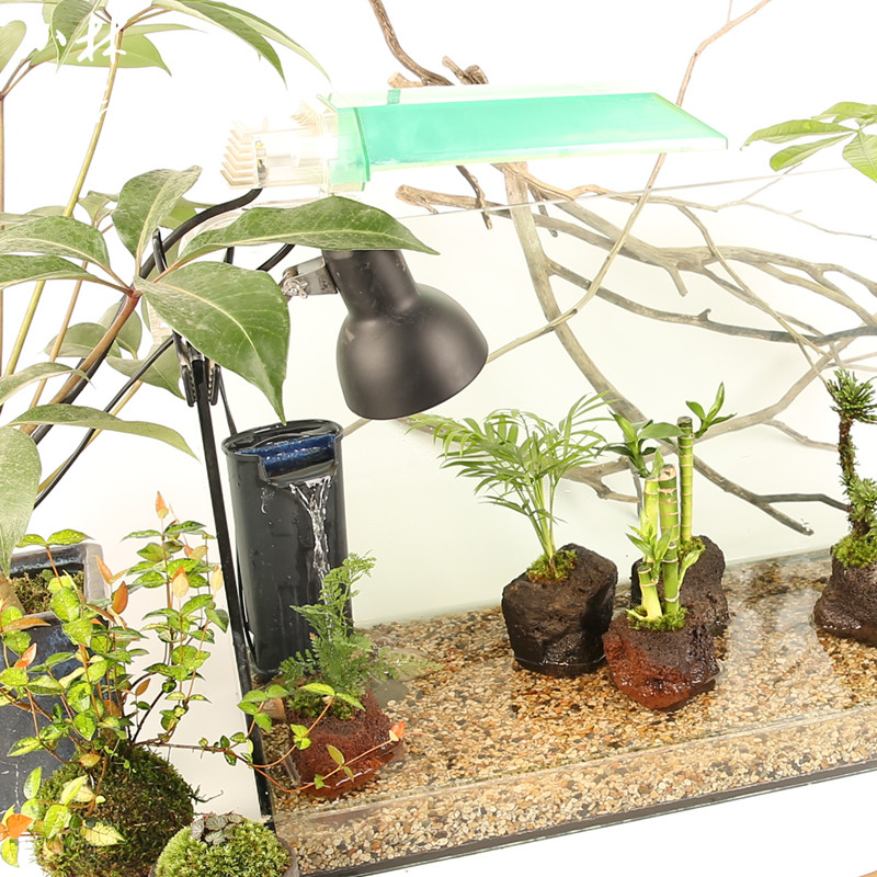 养龟造景岩植穴孔火山石袖珍椰子水边水陆装饰植物乌龟缸沼泽水培