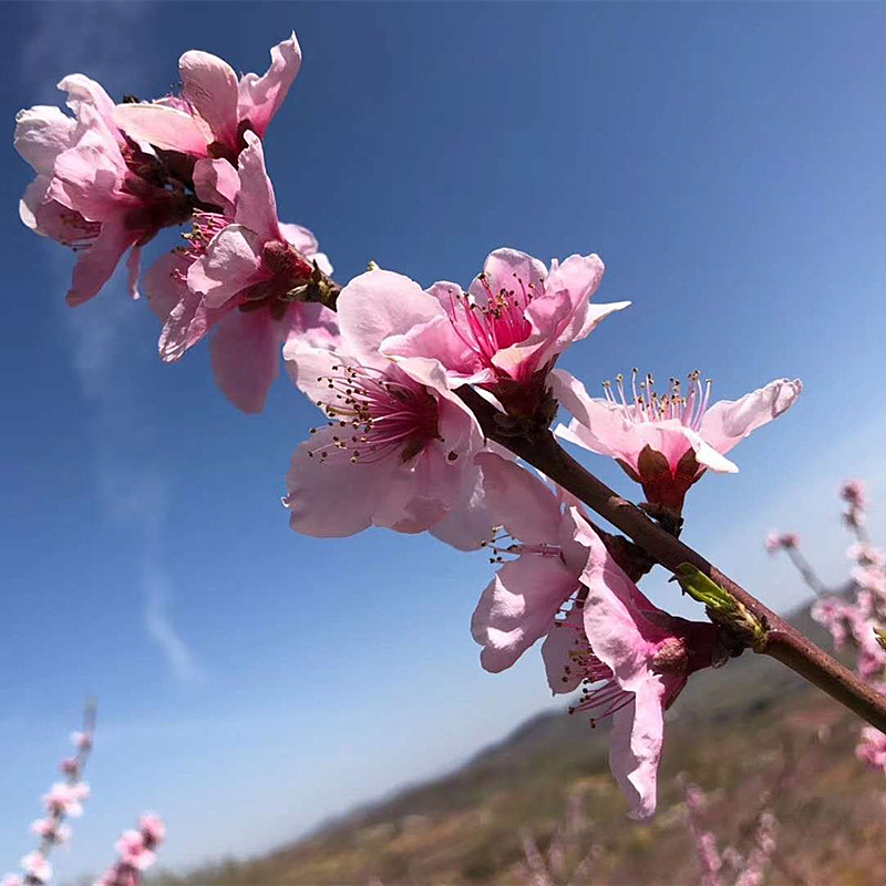 桃花枝泡水开花手工装饰插花瓶阳台摆件轻奢个性干枝鲜树枝干花包