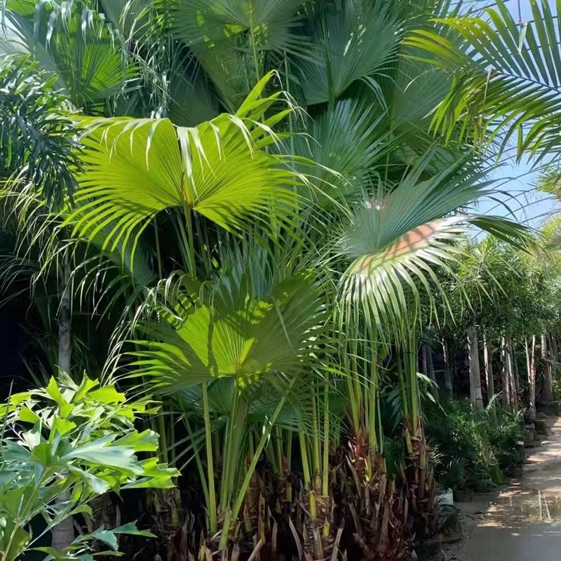 网红大蒲葵盆栽室内吸甲醛植物庭院阳台花园大厅造景净化空气绿植