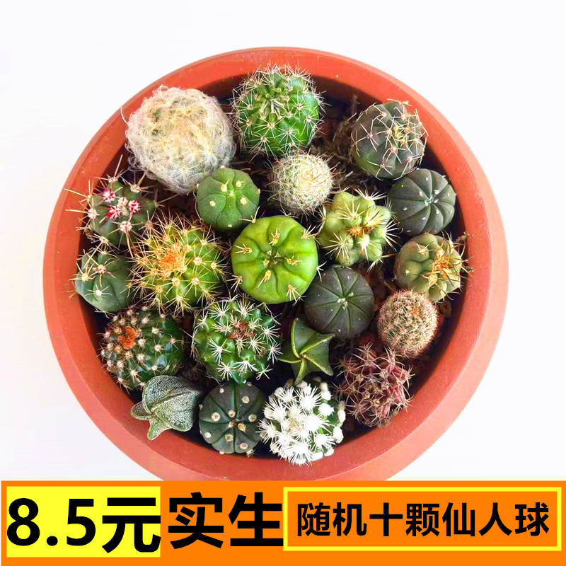 实生仙人球小苗随机组合套餐星兜多肉植物小盆栽仙人掌开花绯花玉图片