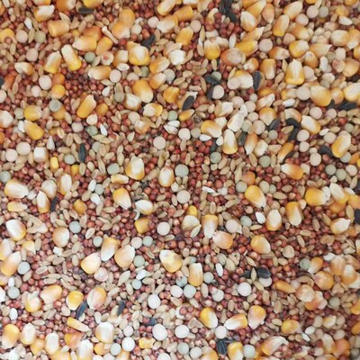 鸽粮有玉米营养赛飞饲料信观赏鸽子粮食豌豆高粱鸟食50斤包邮