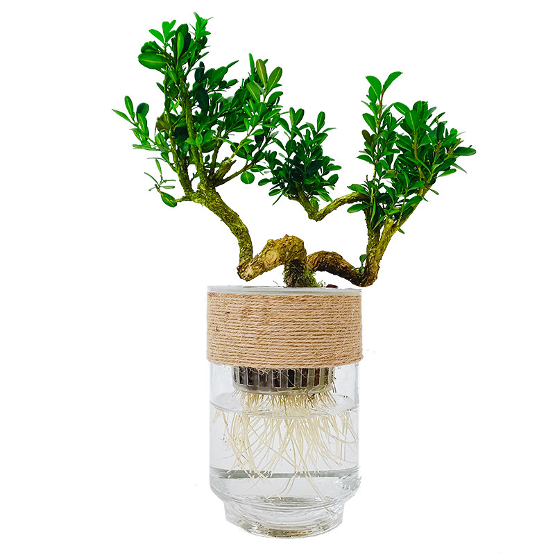 水培绿植物黄杨小盆栽造型树罗汉松盆景老桩水养办公室内好养四季