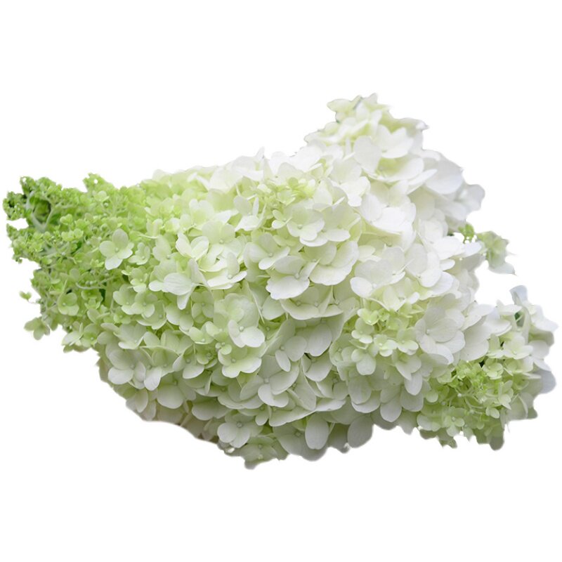 圆锥绣球大花耐热耐寒庭院植物盆栽地栽香草草莓石灰灯夏日美人