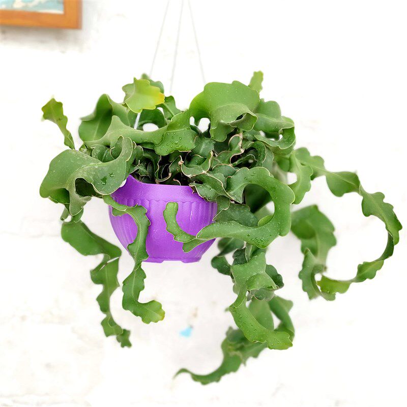 网红昙花卷叶昙花吊兰阳台绿植盆栽室内可养夏季开花含盆带土发货