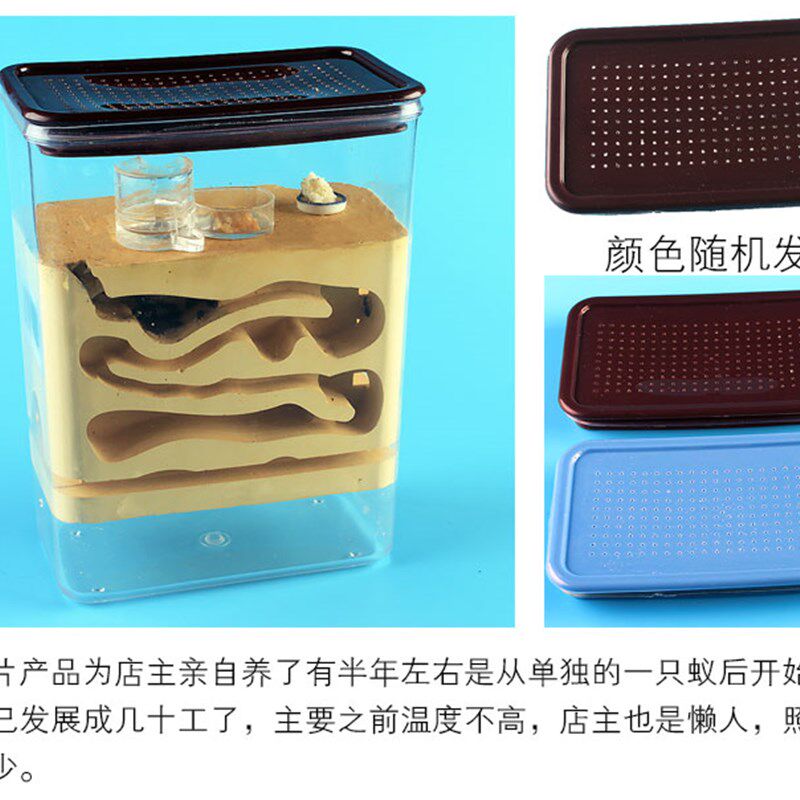 六代生态蚁巢 学生宠物 活体工坊蚁后石膏土雕刻亚克力蚁巢窝城堡