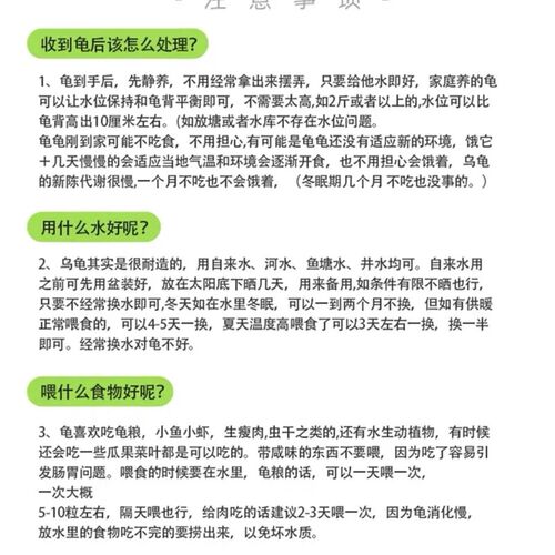 原种纯佛鳄龟野佛后代粗刺高背 头大爆刺 活体宠物观赏宠物