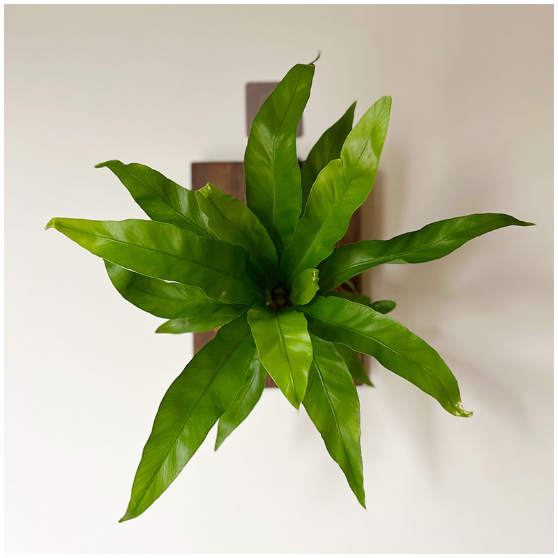 小植之家 鸟巢蕨挂墙展叶鸟巢室内大型盆栽植物净化空气好养蕨类