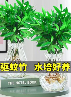 驱蚊竹柏水培植物室内水养绿植薄荷盆栽办公室桌面四季常青草好养