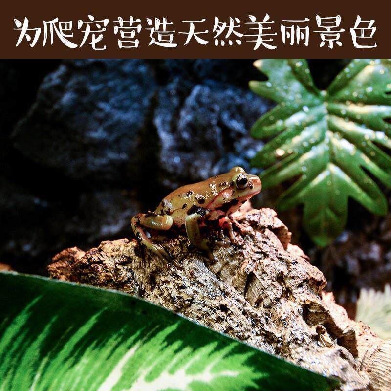 爬箱造景树洞躲避树洞软木树桶藤条杜鹃爬虫缸软木造景