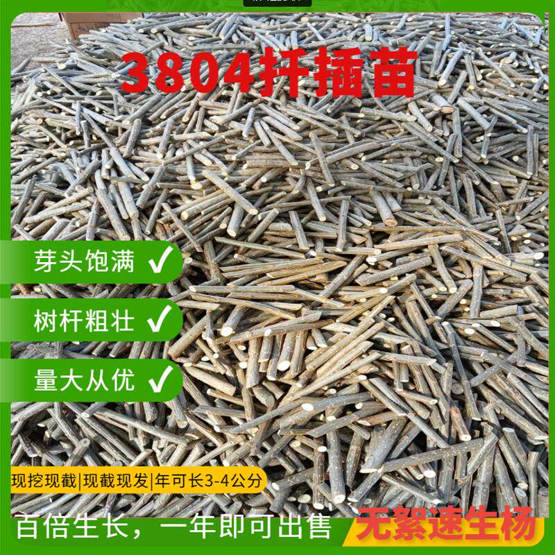 杨树苗3412白杨速生苗3804无絮杨扦插段杨绿化植物造林107扦插苗