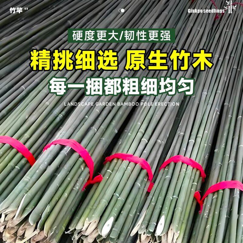竹竿菜园搭架黄瓜蔬菜番茄葡萄豆角架杆竹篱笆栅栏旗杆小竹子细竹