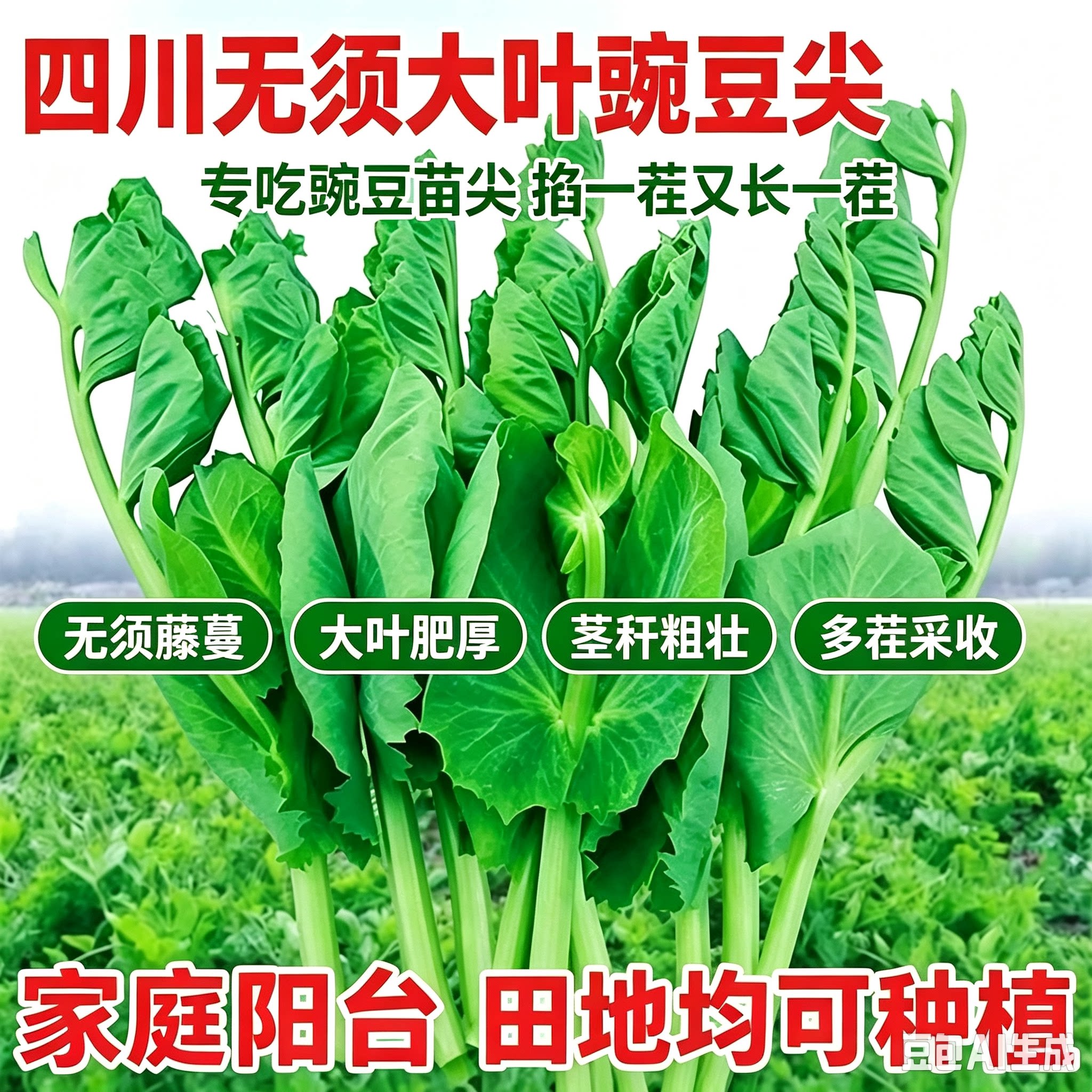 四川豌豆尖无须豌豆苗碗豆颠四季秋冬蔬菜碗豆菜MD