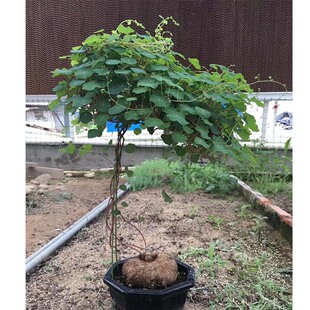 云南特色多肉山乌龟红藤山乌龟植物绿藤血藤爬藤绿植包活室内耐阴