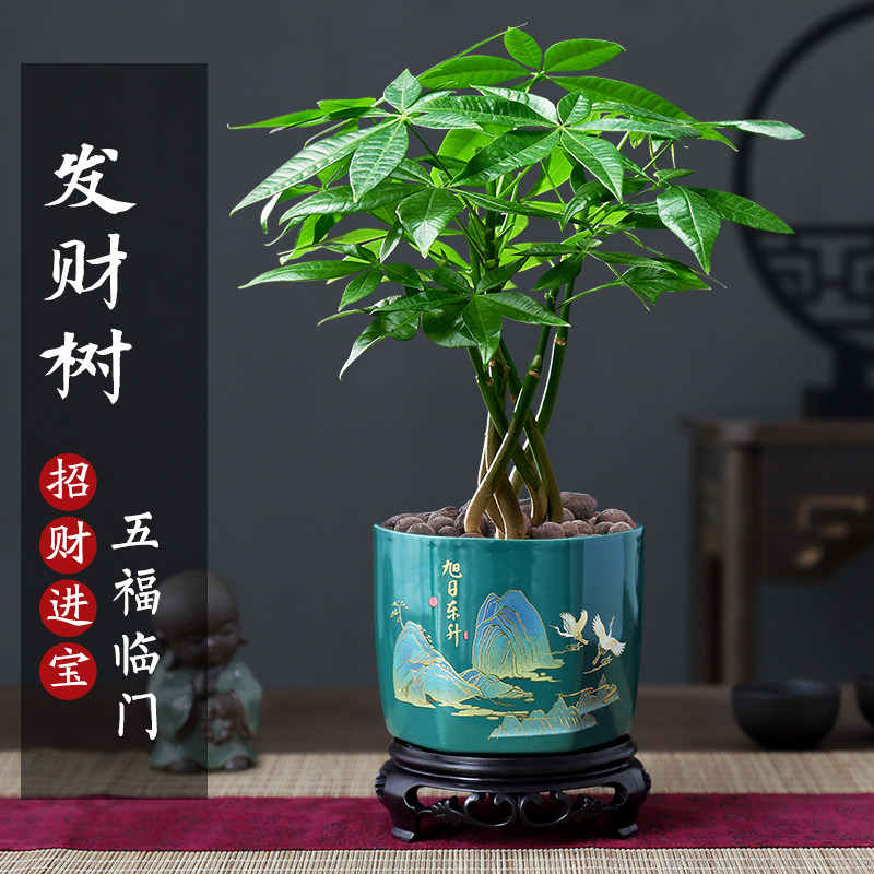 奇趣发财树盆栽花卉造型绿植物办公室内吸甲醛客厅招财小中式盆景