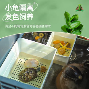 小乌龟苗隔离盒黑色白色乌龟发色盒幼龟龟缸饲养蛋龟鱼缸鱼苗孵化