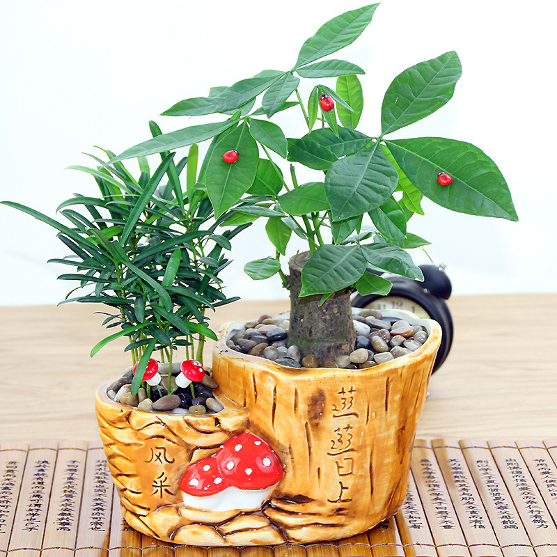 绿植盆栽发财树罗汉松室内客厅绿萝富贵竹花卉组合盆景苗