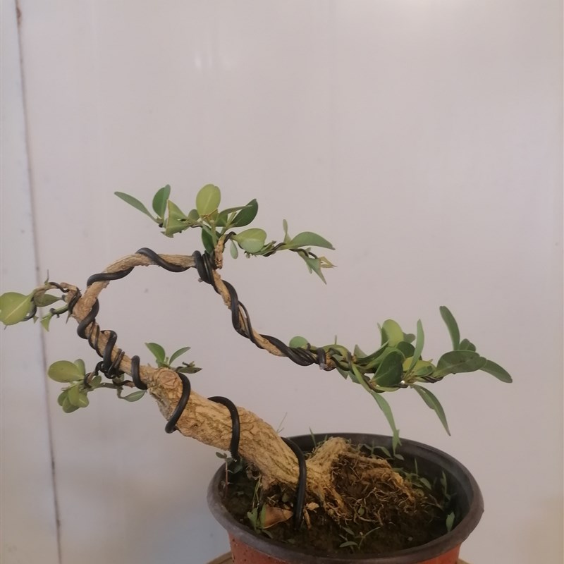 瓜子黄杨盆景绿植盆栽小叶白皮四季长青桌面阳台庭院窗台童子功