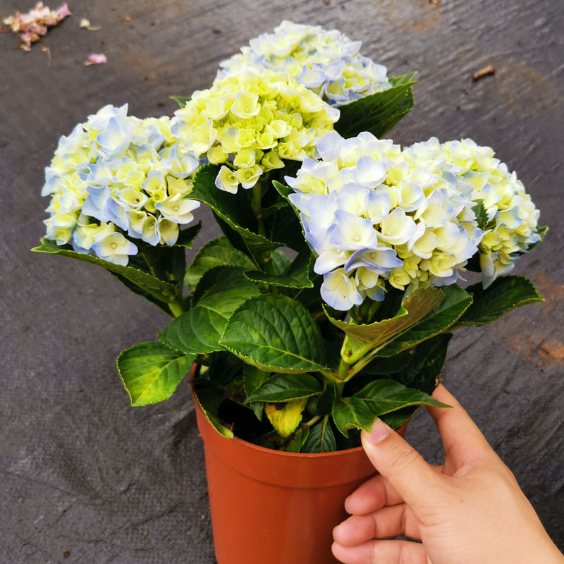 绣球花苗鲜花盆栽带花苞客厅阳台绿植耐寒植物绣球树无尽夏八仙花