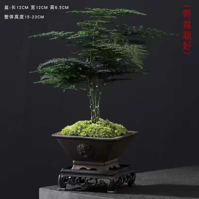 矮生密叶文竹绿植小盆栽桌面摆件紫砂盆景办公室净化空气带盆栽好