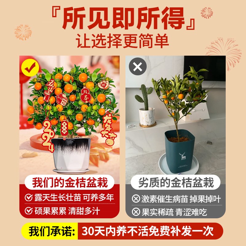 金桔树盆栽树苗可食用脆皮脆蜜橘子果树客厅四季室内沙砂糖桔带果