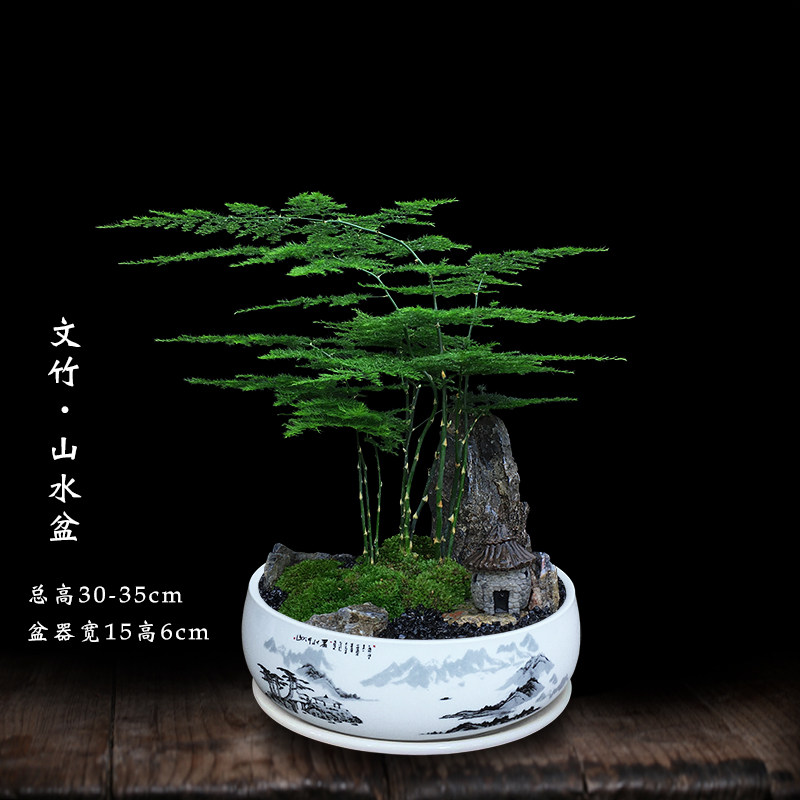 文竹盆栽室内客厅好养绿植微景观造景办公室桌面摆件山石苔藓盆景
