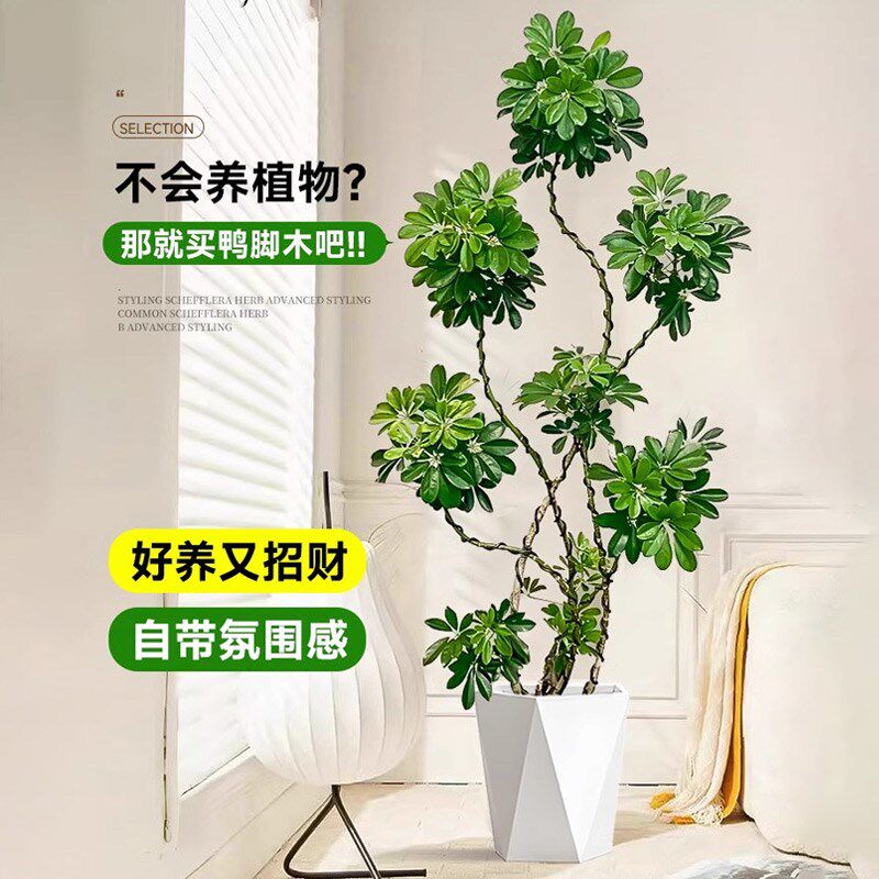 造型鸭脚木客厅大盆栽鸭掌木鹅掌柴室内大型绿植高级感真植物好养