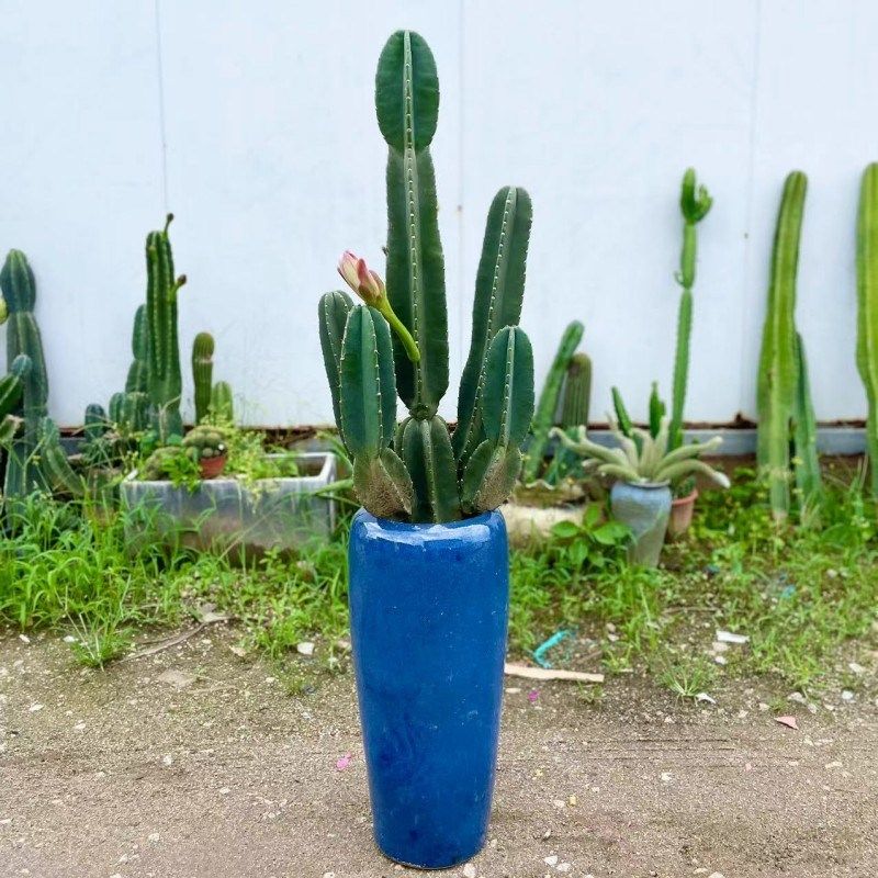仙人掌盆栽量天尺多肉植物室内客厅净化空气绿植庭院造景沙生植物