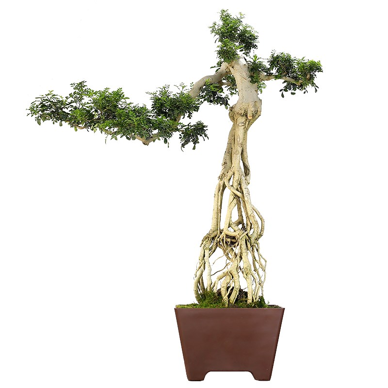 大型提根对节白蜡造型盆景植物室内客厅茶室办公室盆栽阳台绿植