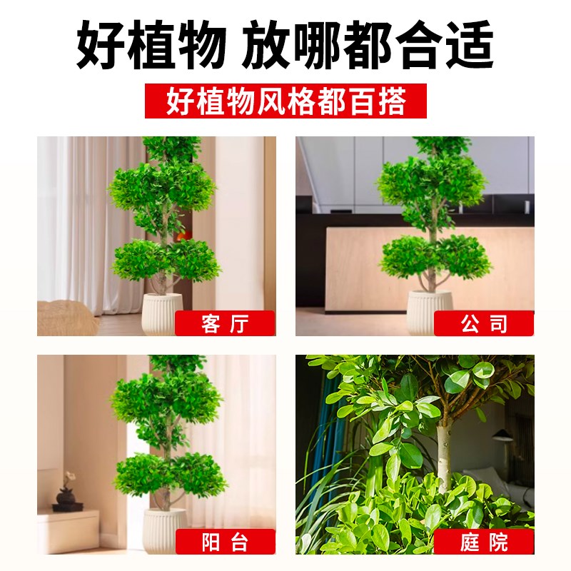 金钱榕大盆栽室内客厅开业送礼乔迁大型绿植摇钱树发财树四季常青