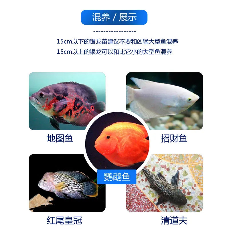 银龙鱼活鱼热带观赏鱼淡水鱼中大型招财鱼活体龙鱼苗