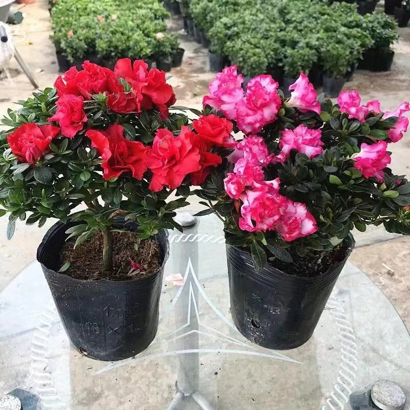 杜鹃花盆栽四季开花带花苞过年花卉室内植物花好养活阳台鲜花绿植