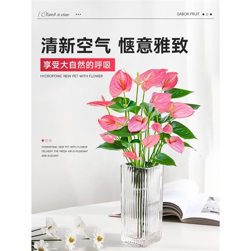 水培植物粉掌盆栽植物红掌室内桌面好养活鲜花水养绿植四季开花卉