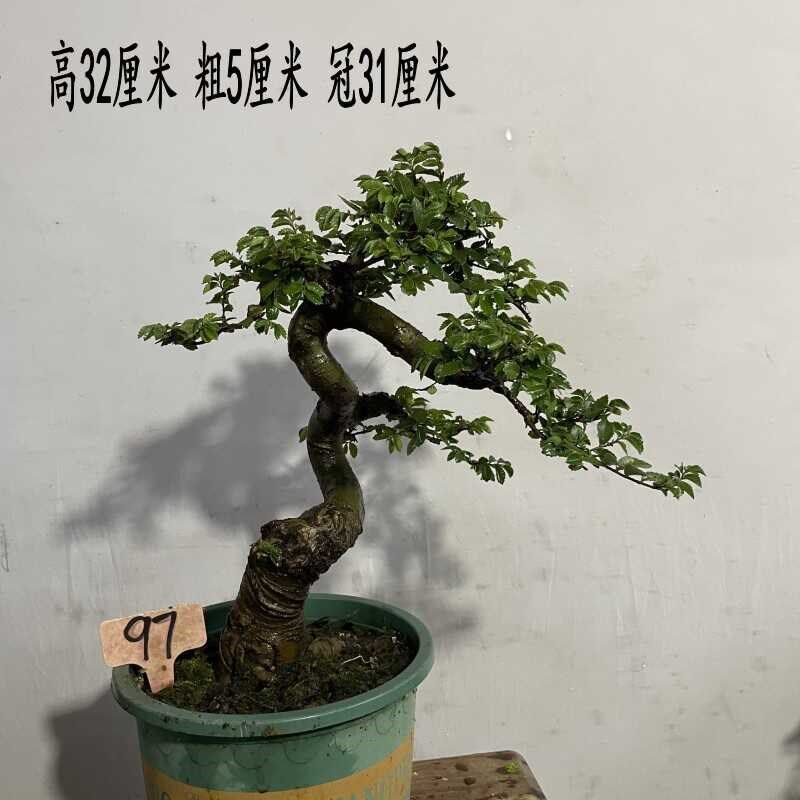 榆树盆景造型榆树盆栽绿植小叶榔榆熟桩老桩小叶榆 基地种植发货