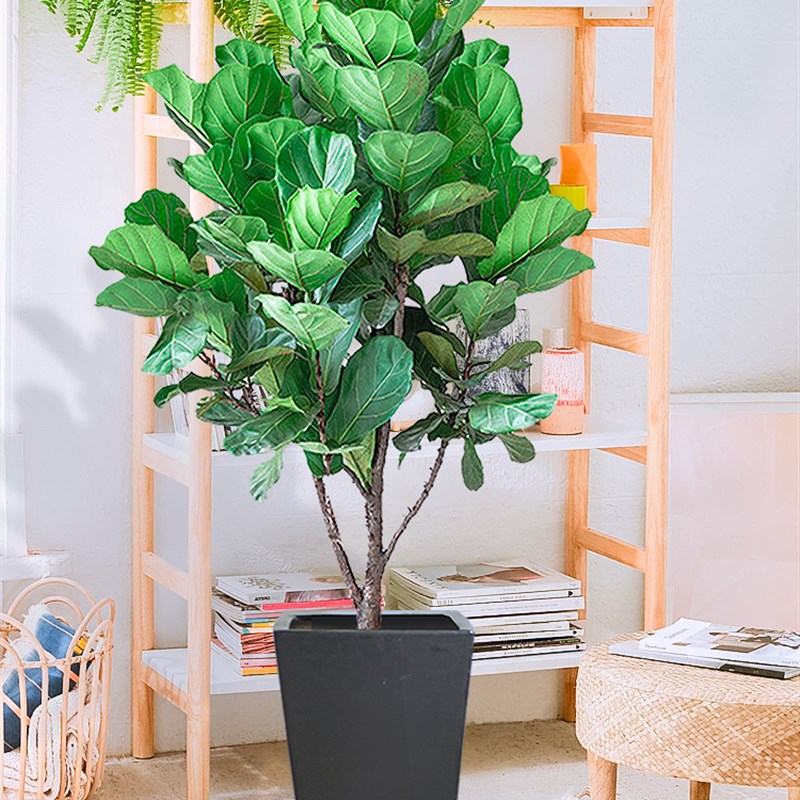琴叶榕盆栽绿植物室内绿色美观ins北欧花卉新居绿化家养同城包邮