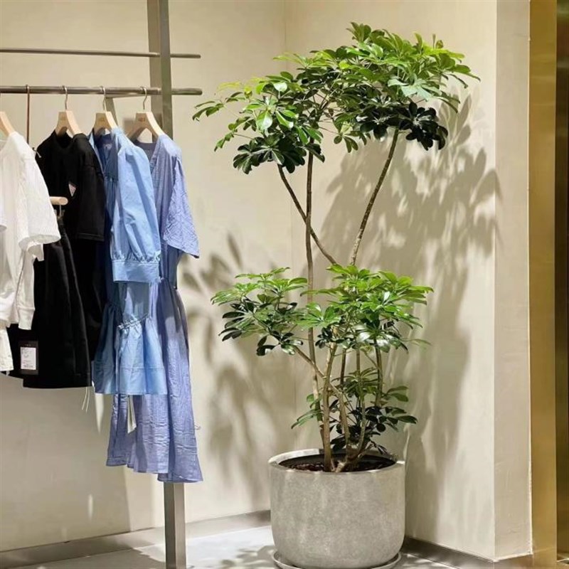 造型鸭脚木室内客厅大型盆栽鸭掌木八方来财好养真植物吸甲醛绿植