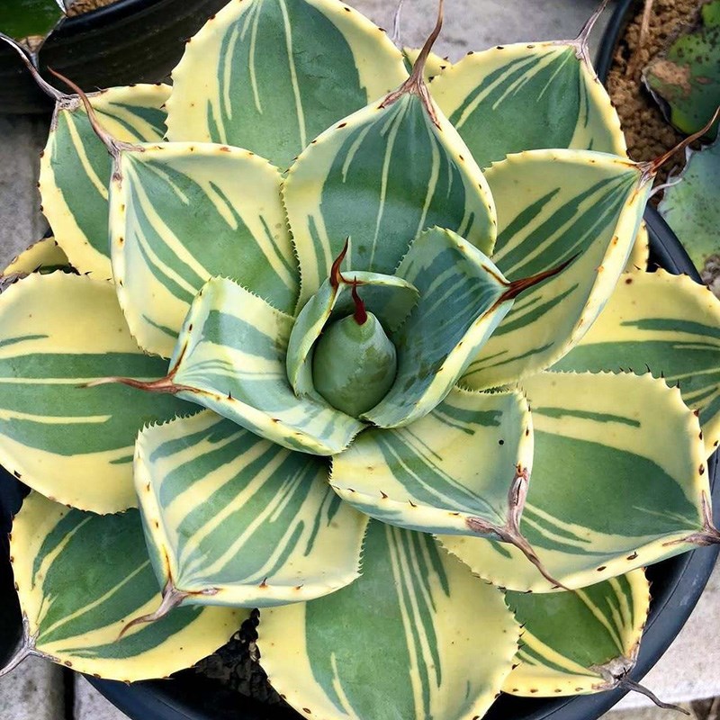 植物员外 娃娃脸一物一拍 福克斯锦龙舌兰阳台绿植多肉组合盆栽