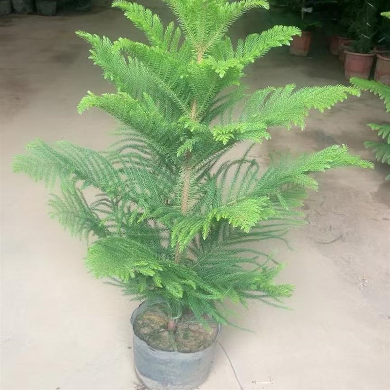 南洋杉树苗 圣诞树盆景盆栽四季常青绿植南洋松苗吸甲醛植物好养