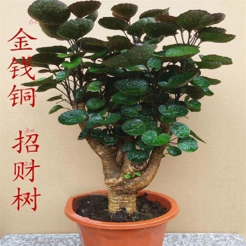 金钱兜圆叶福禄桐盆栽花卉室内客厅金钱桐树桩盆景四季常青植物