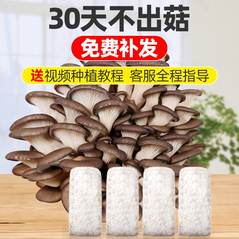 蘑菇种植包儿童可食用菌包平菇菌种家种香菇家庭新鲜菌棒懒人