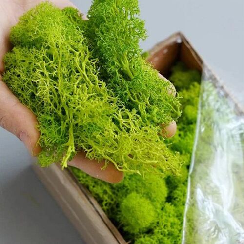 永生苔藓植物盒装花材材料包diy干花真花植物墙仿真蓬松背景墙面
