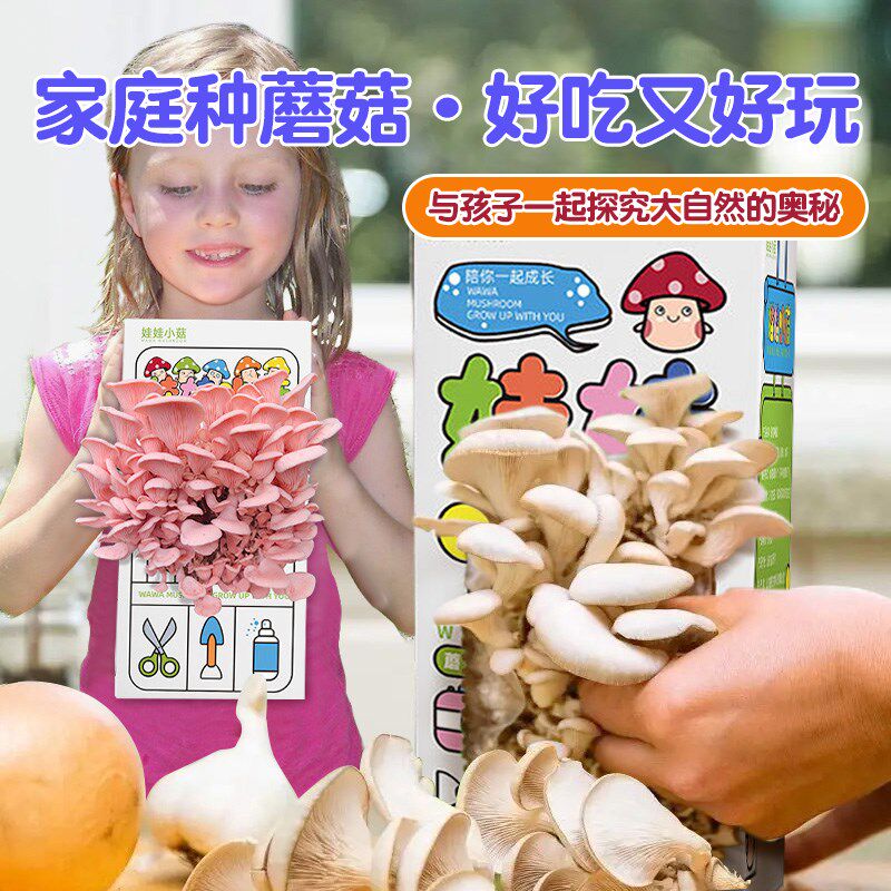 蘑菇种植包儿童盒子DIY菌种菌包家种菌菇黑平菇家庭食用新鲜盆栽