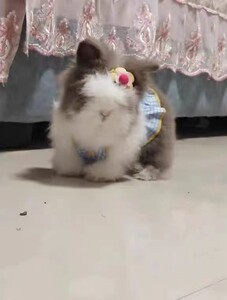 兔子活体道奇盖脸猫猫兔可修剪造型垂耳侏儒巨型安哥拉兔活物幼兔