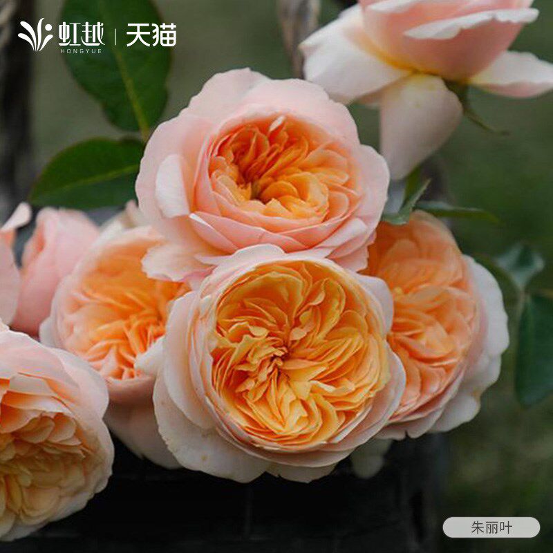 朱丽叶切花月季玫瑰花苗盆栽大花浓香月季花小苗奥斯汀耐热庭院香