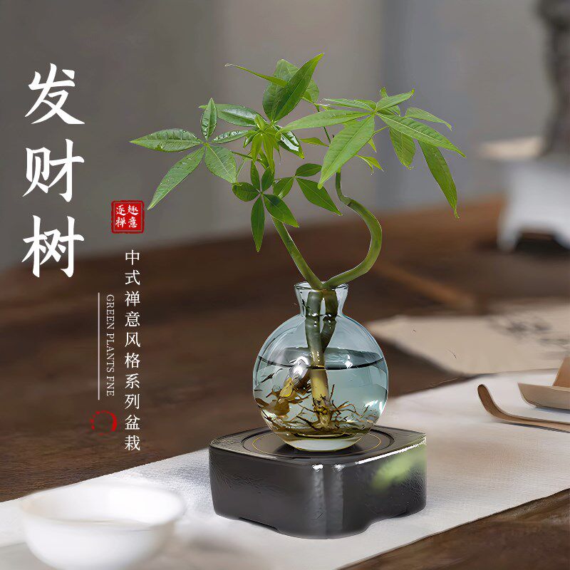 发财树小盆栽水培植物办公室内桌面绿植客厅招财摆件四季常青好养