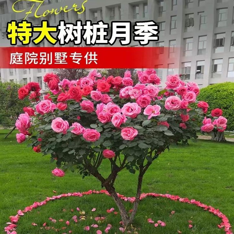 树桩月季花苗特大花浓香玫瑰老桩别墅庭院耐寒高档树状棒棒糖月季