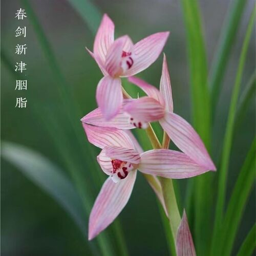 名贵兰花苗浓香春兰包公魂板桥遗墨刘三红新津胭脂客厅室内庭院花