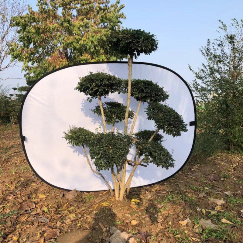 小叶女贞造型树 庭院别墅造型景观 四季常青盆景地栽多头女贞绿植